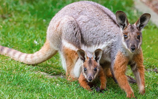 Kängurus im Zoo Duisburg